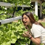 Shilpa Shetty Instagram - Straight from the farm…👩‍🌾 Food that doesn’t do any harm!💪 Keep life #Simple and #Soulful ❤️🥬🥦🥔🥕🫑🌽🍅🥕🍠❤️ . . . . . #SwasthRahoMastRaho #OrganicFood #healthylifestyle #cleaneating #eatright #growyourown #FarmToMouth