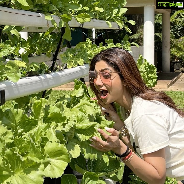 Shilpa Shetty Instagram - Straight from the farm…👩🌾 Food that doesn’t do any harm!💪 Keep life #Simple and #Soulful ❤️🥬🥦🥔🥕🫑🌽🍅🥕🍠❤️ . . . . . #SwasthRahoMastRaho #OrganicFood #healthylifestyle #cleaneating #eatright #growyourown #FarmToMouth