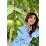 Shilpa Shetty Instagram - What did the farmer think when he saw the guava? 🤔 “Waah Waah!”😆🤣🤪😂 ~ Happy Sunday!❤️ .Video courtesy : @akankshamalhotra 😅🤣 . @signature.getaways @goel.neetti . . #farming #organic #guava #SundayVibes #cleaneating #healthylifestyle #SwasthRahoMastRaho #happiness
