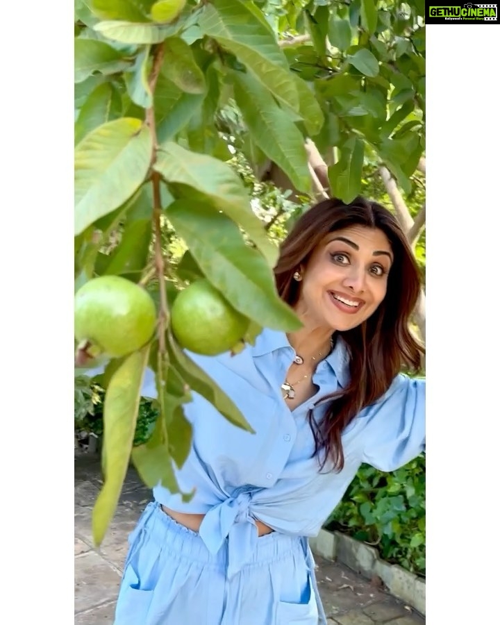 Shilpa Shetty Instagram - What did the farmer think when he saw the guava? π€ βWaah Waah!βππ€£π€ͺπ ~ Happy Sunday!β€οΈ .Video courtesy : @akankshamalhotra π
π€£ . @signature.getaways @goel.neetti . . #farming #organic #guava #SundayVibes #cleaneating #healthylifestyle #SwasthRahoMastRaho #happiness