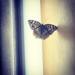 Shraddha Kapoor Instagram - Pretty butterfly came in to my van today. We let it out carefully and set it free ☺️❤️ #Baaghi #Bangkok