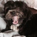 Shraddha Kapoor Instagram - A deadly, angry yawn! #Shyloh #BestDog #BestPet #LhasaApso #ShylohBabu