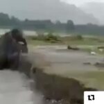 Shraddha Kapoor Instagram - Elephants helping a calf out of a torrid river!!! Just amazing!!! Thanks @jyotikakatkar for sharing this and @indiatoday for posting this!💫🌻💜 #Repost @indiatoday with @get_repost ・・・ A video of two #elephants pulling a #calf out of a river is doing the rounds of the internet after Susanta Nanda of the Indian Forest Services shared it on Twitter. "Elephants have one of the strongest family bonding. Mother and aunty helping the calf to get out from the swirling river," Susanta Nanda said in the caption of the post. #elephantsofInstagram #Animallove #protectingcalve #wildanimal #bonding