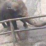 Shraddha Kapoor Instagram - This sweet elephant is helping a friend cool off in the heat by putting water on it!!!🥰 Amazing how animals help one another unconditionally. They feel empathy! Incredible 💜 video shared by @supriyasahujs 👏🏼 shared by @indiatoday 👏🏼