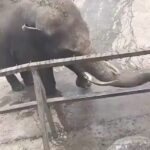 Shraddha Kapoor Instagram – This sweet elephant is helping a friend cool off in the heat by putting water on it!!!🥰 Amazing how animals help one another unconditionally. They feel empathy! Incredible 💜 video shared by @supriyasahujs 👏🏼 shared by @indiatoday 👏🏼