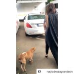 Shraddha Kapoor Instagram - Little cuties on set today!!! ❤️ #Repost @nadiadwalagrandson with @get_repost ・・・ Maya and Acid with their new #Chhichhore friends during the #ChhichhorePromotions 😍🐕🐶 . . @shraddhakapoor @naveen.polishetty #SajidNadiadwala @niteshtiwari22 @wardakhannadiadwala @foxstarhindi . . #ngemovies #moviepromotions #shraddhakapoor #naveenpolishetty #dogsofinstagram #dog #fun #love