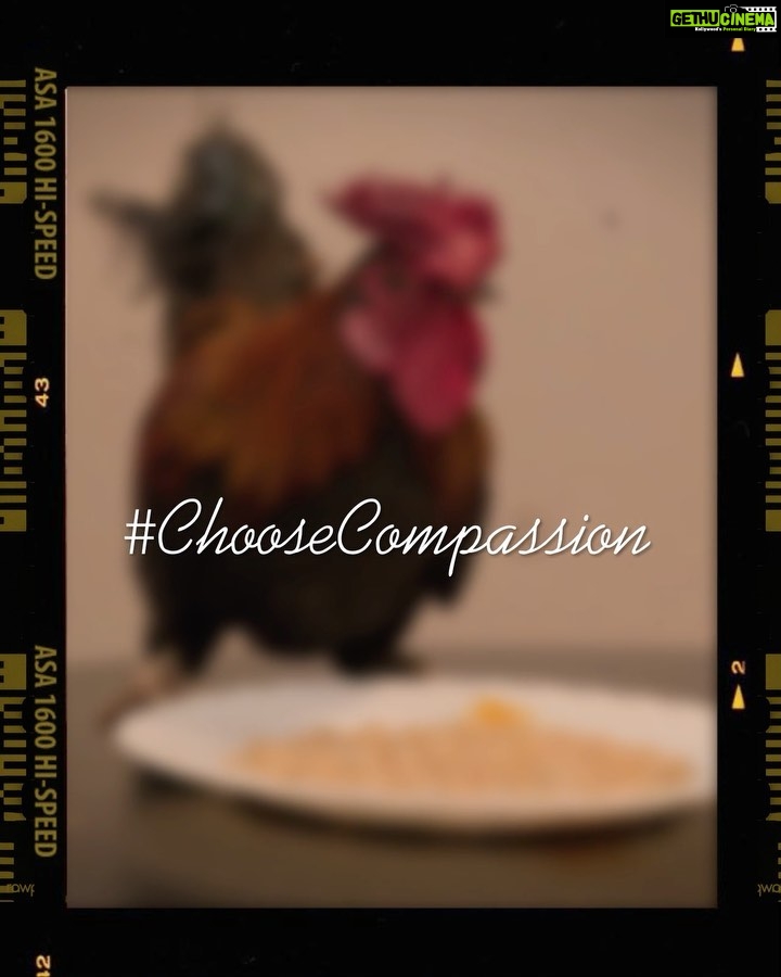 Shraddha Kapoor Instagram - As we all celebrate World Nature Conservation Day, I wanted to share that I completed 2 years of being vegetarian on 21/7/21. I decided to turn vegetarian for my love for animals and our planet. Itβs made me happier and healthier. π Here's celebrating 2 years of making a personal choice to #ChooseCompassion. Compassion towards animals, the environment, and myself. π«π . . . . #vegetarian #love #oneearth #environment #animallover #healthyfood #plantbased #cleaneating