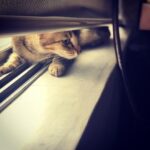 Shruti Haasan Instagram - CLARA IS IN STEALTH MODE. BE LIKE CLARA. #stayhome