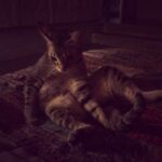 Shruti Haasan Instagram - When your cat loves @meshuggah as much as you do 🖤 #thingsyoulearninisolation #clara #metalkitty