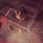 Shruti Haasan Instagram - OOPS! 🙈 😂 she was ok I promise