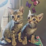 Shruti Haasan Instagram - Throwback to when my darlings were teeny tiny cuties 💕❤️💕 I miss them so bad :( it’s the absolute worst. #sadcatmommy #cora #clara