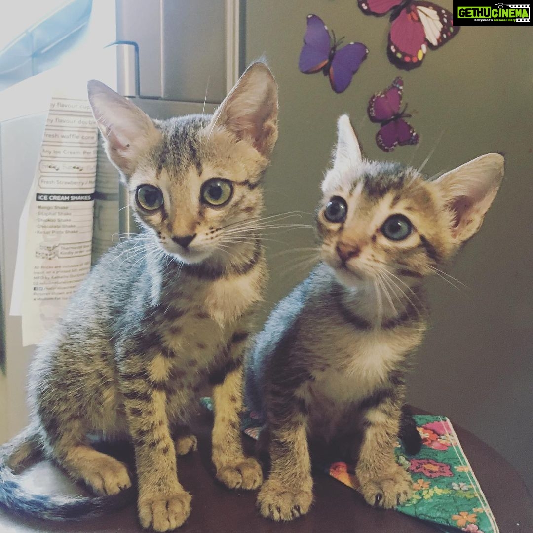 Shruti Haasan Instagram - Throwback to when my darlings were teeny tiny cuties πβ€οΈπ I miss them so bad :( itβs the absolute worst. #sadcatmommy #cora #clara