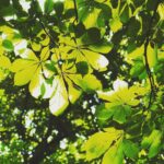 Shruti Haasan Instagram - 🍃🌿