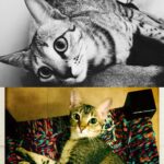 Shruti Haasan Instagram - Sad cat mommy alert. Missing my babies!! Can’t wait to see them 💕 #Clara #Cora