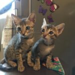 Shruti Haasan Instagram - These two darlings ❤️ my two little rescues who rescued me !! #petday #mykitties #grownsomuch #coraandclara