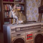 Shruti Haasan Instagram - Good morning from Clara the cool cat 😎