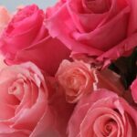 Sunny Leone Instagram - Love roses!!