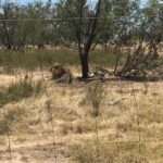 Sunny Leone Instagram – Went to see lions who have been severely abused and saved here in Cape Town. Unbelievable to see the care into making them feel safe from human predators!! Humans can be so so mean!