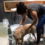 Sunny Leone Instagram - Bella desperately needed a bath! And I really wanted her to stay with me in my place clean. Now she's all clean!