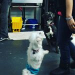 Sunny Leone Instagram - Dancing Happy at @animalhopeandwellness lol so cute! Patient Hank in the back :)