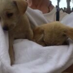 Sunny Leone Instagram - Rescuing these little ones in Mauritius. They will find a home very quick :)