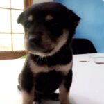 Sunny Leone Instagram – Little Lucy needs a home!Her sisters died,some1 come save her! @dirrty99 contact @PetaIndia JalajK@petaindia.org ph#-(022) 40727382
