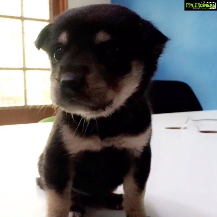 Sunny Leone Instagram - Little Lucy needs a home!Her sisters died,some1 come save her! @dirrty99 contact @PetaIndia JalajK@petaindia.org ph#-(022) 40727382