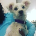 Sunny Leone Instagram – If gizmo is still here in six weeks when i come back I might just have to take her home with me!! @animalhopeandwellness