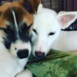 Sunny Leone Instagram - They love each other!! So cute @animalhopeandwellness