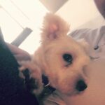 Sunny Leone Instagram - This little guy needs a home!! @animalhopeandwellness Sherman oaks location California!