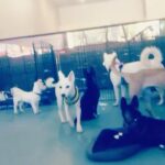 Sunny Leone Instagram – The new facility is finally up and the pups have a new home!! @animalhopeandwellness
