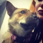 Sunny Leone Instagram - I call her foxy...she doesn't have a name yet because she just arrived at @animalhopeandwellness Sherman Oaks location. A new batch a dogs came in today and it was a like a hurricane hit the place. Glad I came at the right moment to help. My job...I cleaned poop/pee filled crates and then walked this beauty Foxy!!