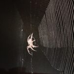 Sunny Leone Instagram - What a master piece this spider made in my front yard!!