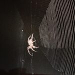 Sunny Leone Instagram – What a master piece this spider made in my front yard!!