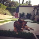 Sunny Leone Instagram - Relaxing outside with playing ball with the pups @dirrty99 @danielweber99 the good life!!