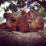 Sunny Leone Instagram - Haha family of monkeys cleaning each other and snuggling. So cute.