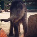 Sunny Leone Instagram – Visited the elephant sanctuary in Malaysia! Sweet baby that was just born roaming around and playing with everyone