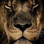Sushant Singh Rajput Instagram – नाभिषेको न संस्कारः सिंहस्य क्रियते वने। विक्रमार्जितसत्वस्य स्वयमेव मृगेन्द्रता॥
#वेद 💫
Vedas💫:
(Nobody declares a lion as the king of forest by doing rituals. By sheer might of his own, a lion achieves the status of lord of animal kingdom.)
