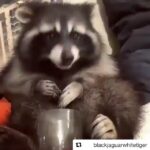 Swara Bhaskar Instagram – Me…. on cheat days… or in the last 10 days of 2017!!!! 💃🏾💃🏾💃🏾💃🏾🤣🤣🤣🤣🤣🤣🤣 #racoons #EatLikeARacoon