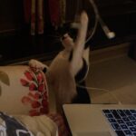 Swara Bhaskar Instagram – My life these days!!!!!!! 😤😤😤😤😡😡😡😡 #waitingforgodot That’s #KulfiTheCat having fun though :)