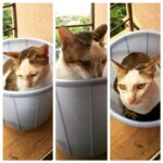 Swara Bhaskar Instagram – Give him a vessel of any kind n he will fit in!! :) #atominabucket #instacats #atom #instapets