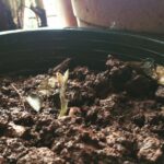 Swara Bhaskar Instagram - My bai planted an avocado kernel on a whim n lo n behold exotic seed takes root in #desimitti :) #urbanwindowgarden #gardening #citylife :)