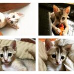 Swara Bhaskar Instagram - Mumbaikars! Pls adopt me!! I'm a 6week old female kitten.. Dewormed litter trained and friendly!! Taken me home!! Call Ms. Jewel : +91 98 20 984100