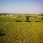 Swara Bhaskar Instagram - The view I wake up to from my hotel room! Haryana is more than the Khap! :) #wheatbelt #Haryana #TanuWedsManuReturns #bollywood