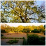Swara Bhaskar Instagram - Green Gondal, #Gujarat! View from shooting.. #PremRatanDhanPaayo #shooting #Gujarat #india #justrandom