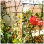Swara Bhaskar Instagram - Spring comes to my window! :) :) #flowerpower #jabjabphoolkhiley #flowers #spring #windowgarden #lifeinhighrise #smallgardeninbigcity #environment #Bombay #india