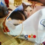 Swara Bhaskar Instagram - Did you know #Mamagoto also home delivers grumpy cats??? :) #homedelivery #catinabag #inthebagagain #catsofinstagram #instacat #felinefetish #myterritory #notwhatiordered #petsofbollywood #peta #bollywood #mumbai #india #cats