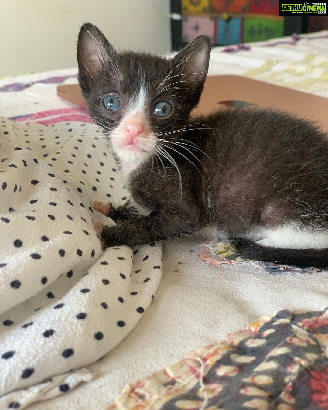 Swara Bhaskar Instagram - So crushed to be posting this today! #RIP little #HukumSingh my precious baby! 😢😢😢 On 22nd April ‘20 at nearly midnight, some neighbors from my building including @sairaawasthi found an abandoned infant kitten meowing in our complex garden & called me. I took a look at the little fellow- perhaps 10 days old and realised it would need to be dropper fed. No one else felt confident to take him home and that’s how the little kitten came to my house and into my life. Suddenly my yawning lockdown days had a purpose- caring for little Hukki.. and making sure my other four larger pets didn’t inadvertently harm him. He was the littlest most loveable thing! On 29th April he had his first seizure. And after that every few days he would have a seizure. Vets were not sure and couldn’t diagnose the problem exactly- epilepsy or a head injury or worms or a malfunctioning liver? He was too small to run any significant tests.. We managed the best we could, making multiple trips to the vet clinics. All the vets I reached out to were kind and responsive; and I’m so grateful for them. 💜🙏🏽 My little #Hukki was tiny but fierce - a fiesty minuscule warrior. There were good days and bad. On Wednesday 13th May he was active and drinking his kitten milk enthusiastically. 24 hours later he was sluggish and seemed to be lethargic. I gave him some ORS and at night held him close. He seemed to revive. I assumed he would make it through the night.. like he had previously. I returned him to his blanketed basket. An hour later i heard strange sounds and found him in convulsions.. I rushed down to fetch an SOS medicine and two min later when I came back.. he was gone! 😢 Goodbye #Hukki I wish we could have saved you! I wish I could have done more. I will always cherish your snuggles and your gentle purring.. my precious baby! #hukumsinghthecat #lockdownheartbreak #obituary