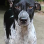 Swara Bhaskar Instagram – Stunning pics of my baby boy Godot, who hates selfies and phone cameras but looks like @amrit_jnu ‘s lens got him to pose! 😍😍🤗🤗✨✨
#lifewithgodot #pet #petlovers #dogs #dogsofinstagram #love #missyou