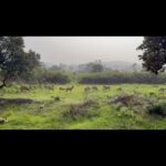 Vidhya Instagram - Into the jungle #Bandipur